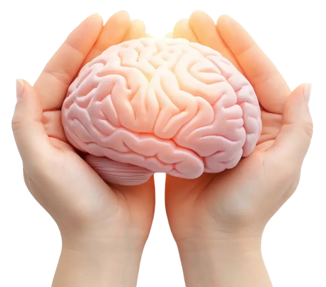 Hands gently holding a model of a brain on the Trauma Therapy page for trauma counseling in Charlotte NC