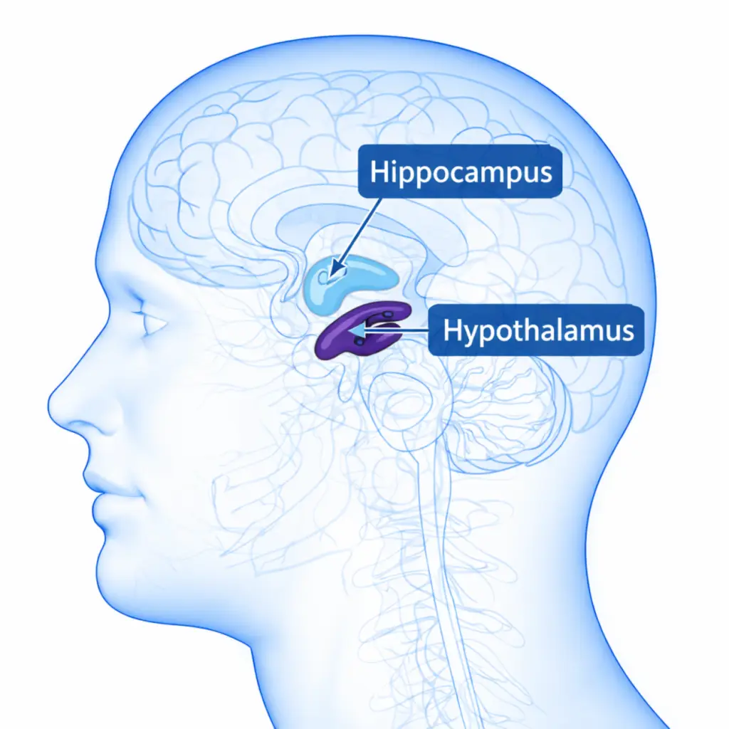 Side view diagram of the human brain highlighting the hippocampus (blue) and hypothalamus (purple) with labels.