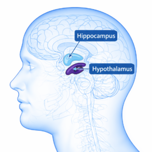 Side view diagram of the human brain highlighting the hippocampus blue and hypothalamus purple with labels